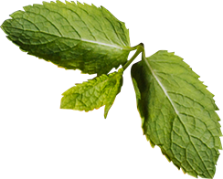 ALICOIN | Comedor industrial en Toluca